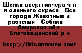 Щенки цвергпинчера ч/п и оленьего окраса - Все города Животные и растения » Собаки   . Амурская обл.,Благовещенский р-н